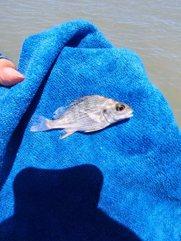 臺南市七股潟湖的銀雞魚，2026 年 7 月釣友實拍