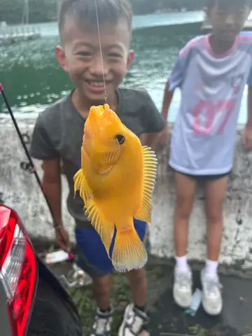 南投縣日月潭的厚唇雙冠麗魚，2026 年 7 月釣友實拍