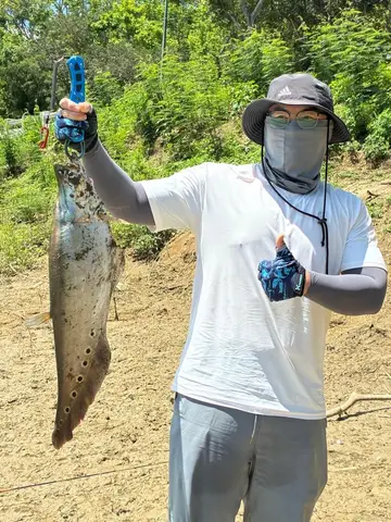 臺南市虎頭埤的飾妝鎧弓魚，2026 年 7 月釣友實拍