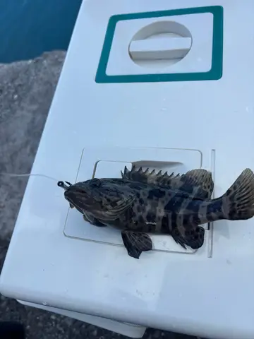 玳瑁石斑魚，2026 年 7 月釣友打窩小飛俠的實拍照片