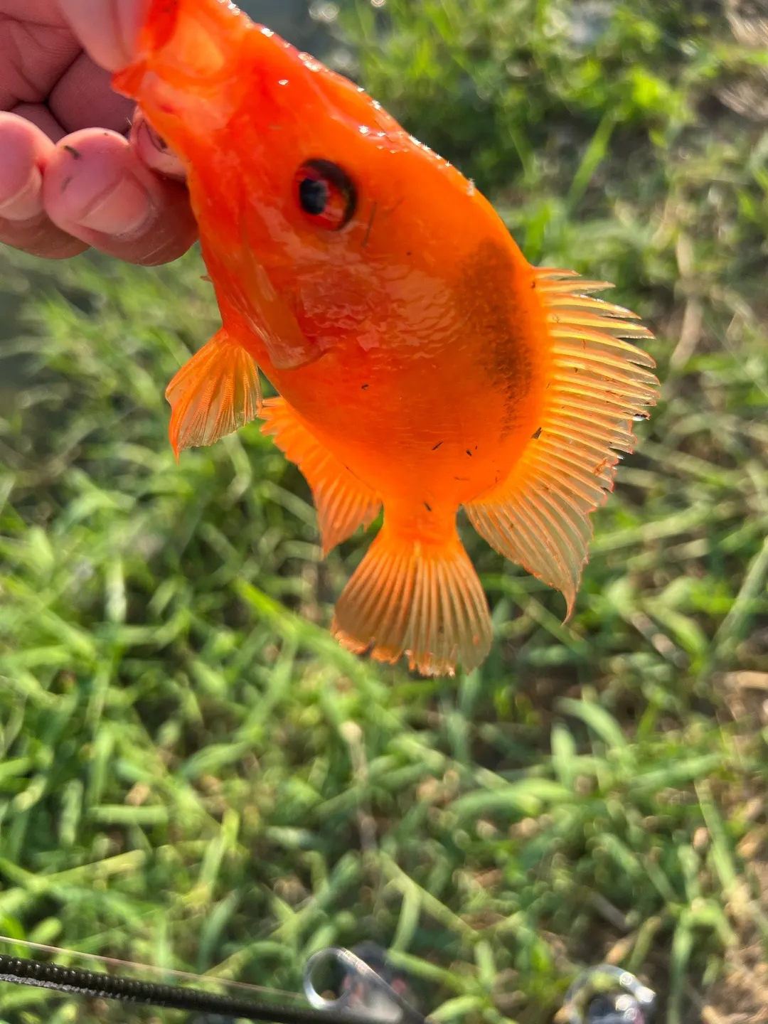 血鸚鵡是水族人工雜交魚。在野外釣到,多半來自放流或逸出。