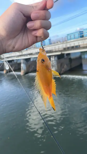 厚唇雙冠麗魚，2026 年 7 月釣友南宮沐淺的實拍照片