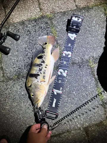 眼點麗魚,2026 年 7 月釣友Shihjia的實拍照片