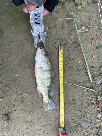 高雄市美濃湖的眼點麗魚，2026 年 7 月釣友實拍