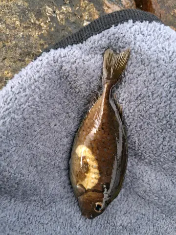褐臭肚魚，2026 年 7 月釣友WTD的實拍照片