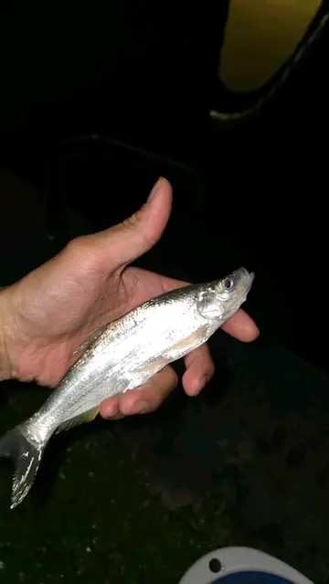 紅鰭鮊，2026 年 7 月釣友兲兲釣魚的實拍照片