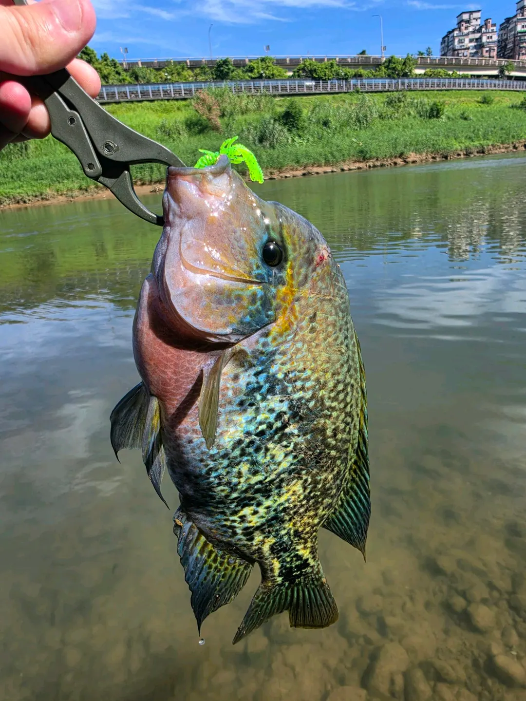 頭部偏紅的黑尾副尼麗魚。過去俗稱的「紫紅火口」是同一種的顏色型。