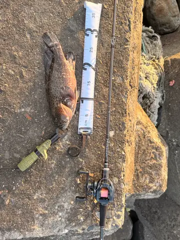 宜蘭縣得子溪出海口的瑪拉巴石斑魚，2026 年 7 月釣友實拍
