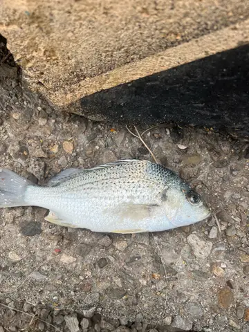 臺中市台中港100號碼頭的星雞魚，2026 年 7 月釣友實拍