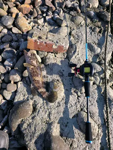 嘉義縣布袋漁港的點帶石斑魚，2026 年 5 月釣友實拍