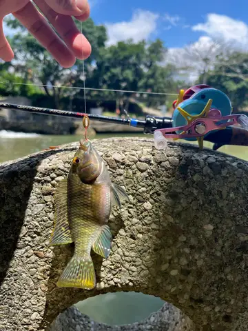 新竹縣鳳山溪-關西段的吉利非鯽,2026 年 7 月釣友實拍