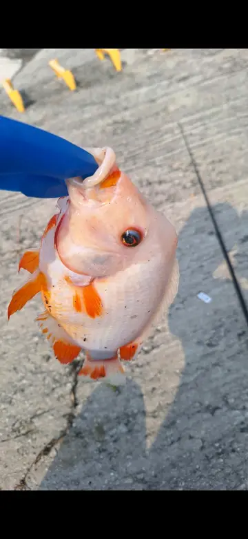 厚唇雙冠麗魚，2025 年 7 月釣友Jianmin的實拍照片