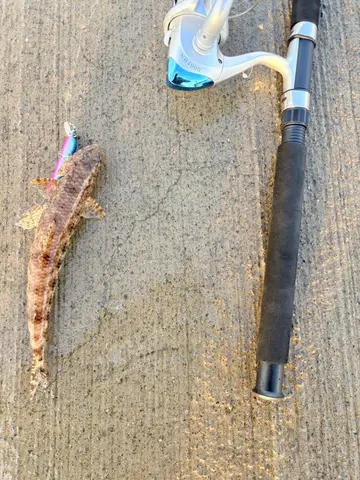 印度牛尾魚，2026 年 7 月釣友阿翔釣沒有的實拍照片
