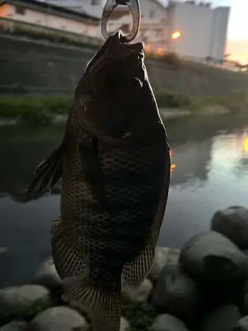 南投縣南港溪-埔里段的莫三比克口孵非鯽，2026 年 7 月釣友實拍