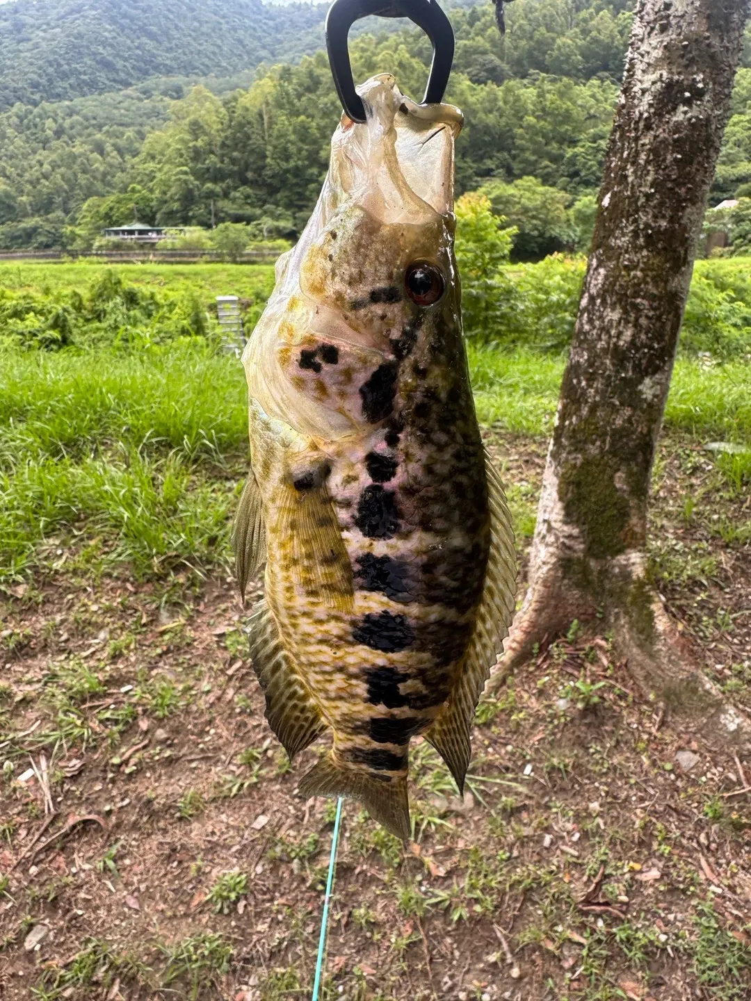 花蓮壽豐的個體，體側大黑斑排成一列。