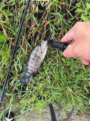 高雄市鳳山溪-鳳山段的花身副麗魚,2026 年 7 月釣友實拍