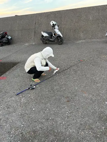 新北市草里漁港的鯔,2026 年 7 月釣友實拍