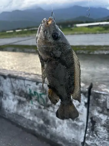 花蓮溪的尼羅口孵非鯽，2026 年 7 月釣友實拍