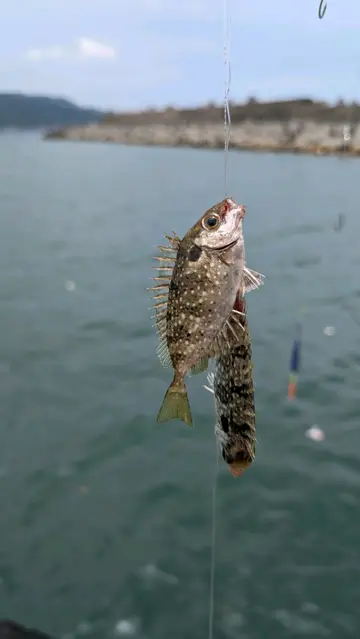 新北市水尾漁港的單斑臭肚魚,2026 年 7 月釣友實拍