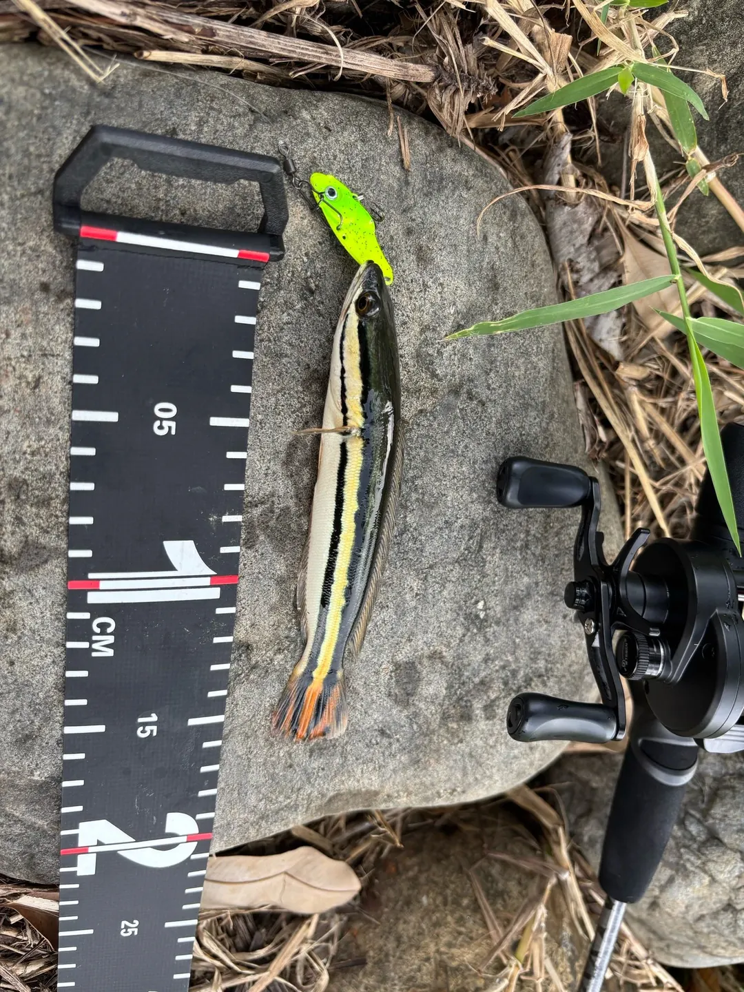 小盾鱧幼魚:兩條黑縱帶夾橘黃帶,尾鰭偏橘紅。