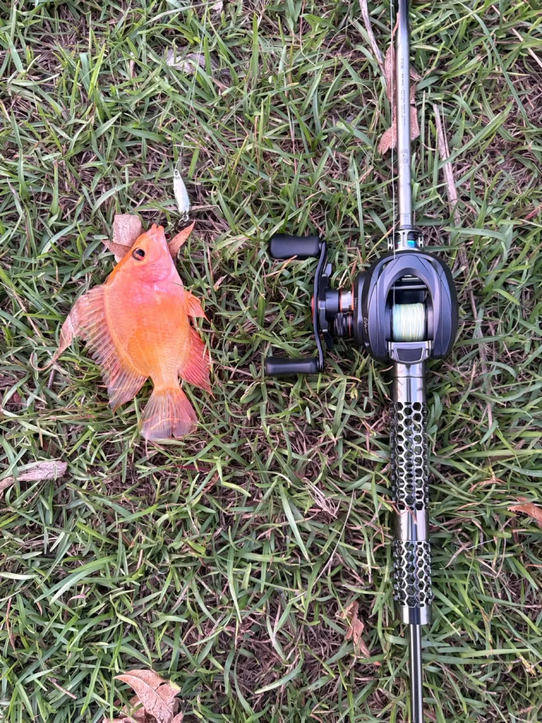 花蓮溪約 9 公分的小魚。