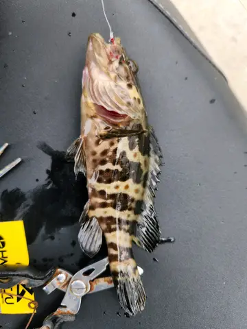 苗栗縣龍鳳漁港的點帶石斑魚，2026 年 8 月釣友實拍