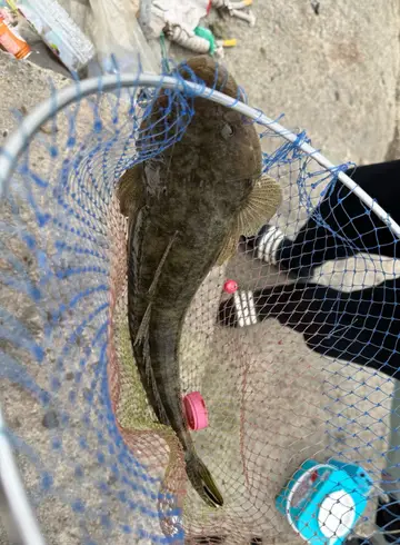 苗栗縣公司寮漁港的松葉倒棘牛尾魚,2026 年 3 月釣友實拍