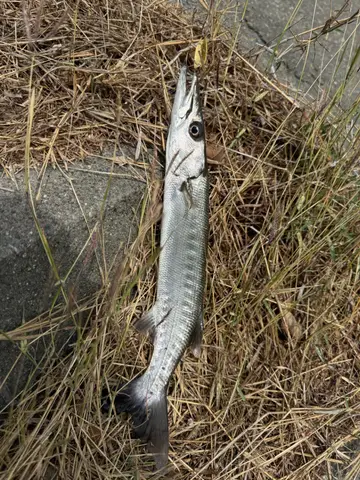 嘉義縣布袋漁港的巴拉金梭魚，2026 年 2 月釣友實拍