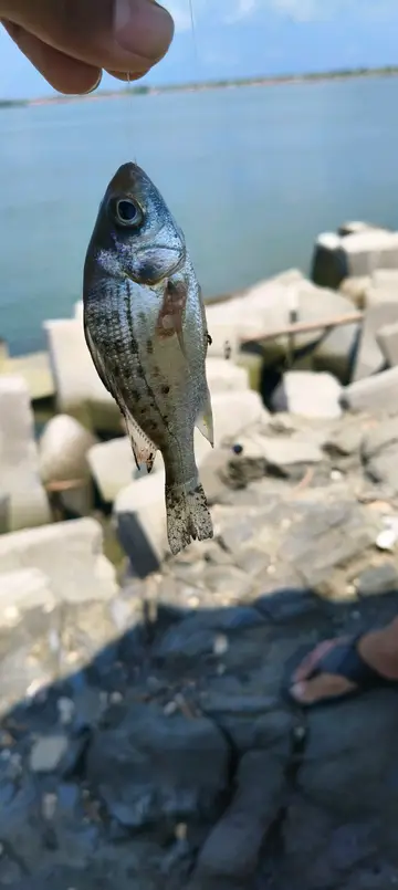 臺南市七股海堤的星雞魚，2026 年 8 月釣友實拍