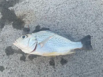 屏東縣海口漁港的星雞魚，2026 年 8 月釣友實拍