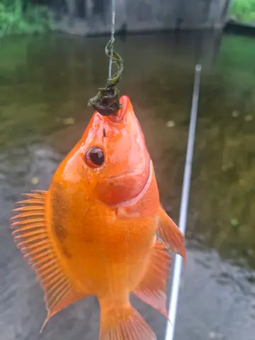 厚唇雙冠麗魚，2026 年 8 月釣友陳智瑋的實拍照片
