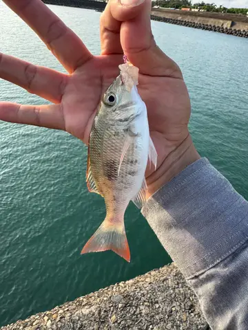 正龍占魚，2026 年 8 月釣友給我魚的實拍照片
