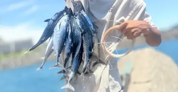 正鰹，2026 年 8 月釣友唯愛磯的實拍照片