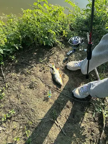臺南市虎頭埤的眼點麗魚，2026 年 8 月釣友實拍