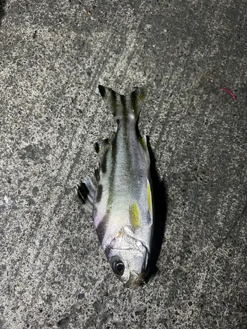 高雄市中芸漁港的花身鯻，2026 年 8 月釣友實拍
