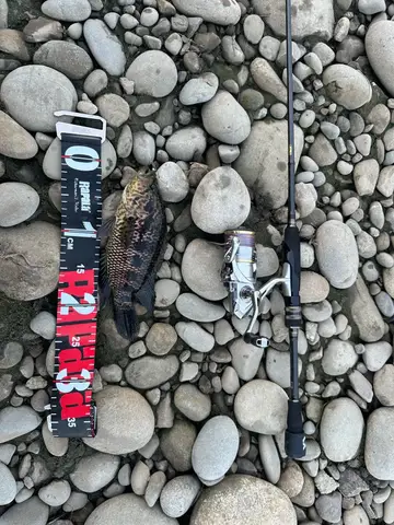 花身副麗魚，2026 年 8 月釣友wuting的實拍照片