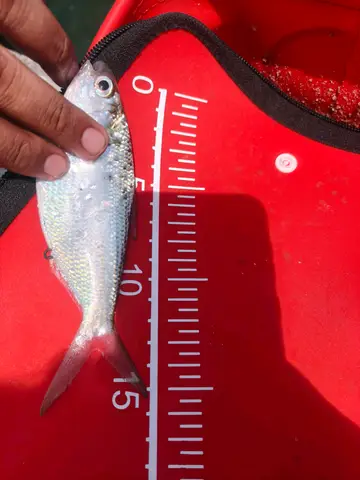 高雄市中芸漁港的花蓮小沙丁魚，2026 年 8 月釣友實拍