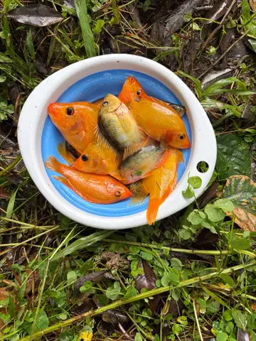 南投縣日月潭的厚唇雙冠麗魚，2026 年 8 月釣友實拍