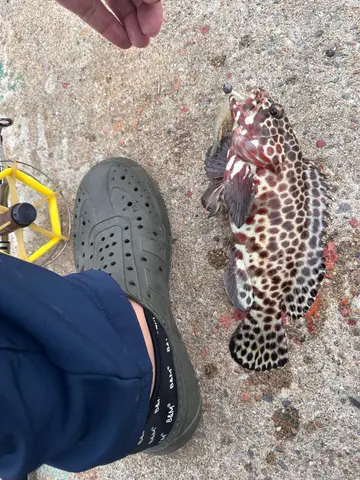 玳瑁石斑魚，2026 年 3 月釣友魚小比的實拍照片