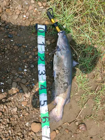 斑海鯰，2026 年 8 月釣友釣大魚的我的實拍照片