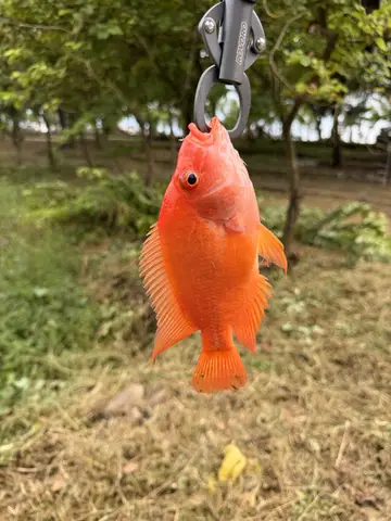 臺南市葫蘆埤的厚唇雙冠麗魚，2026 年 8 月釣友實拍