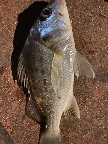 苗栗縣龍鳳漁港的星雞魚，2026 年 7 月釣友實拍