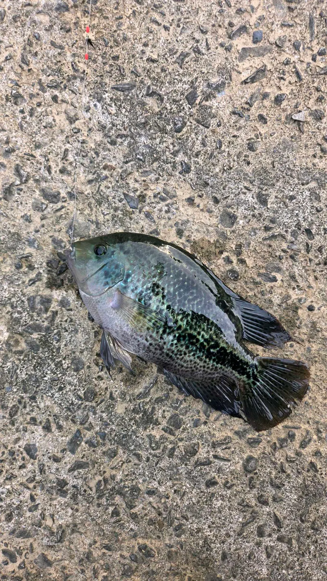 黑尾副尼麗魚成魚:高體、全身密布黑點,體側中段到尾柄有一道黑斑帶。