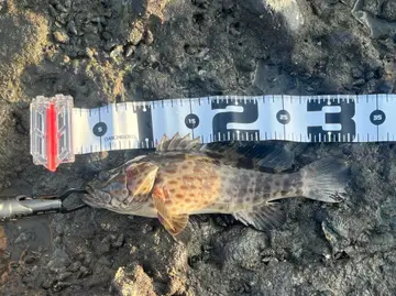 新北市公司田溪出海口的瑪拉巴石斑魚,2026 年 8 月釣友實拍