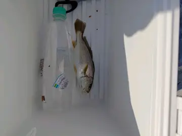 大頭白姑魚，2026 年 7 月釣友奶昔的實拍照片
