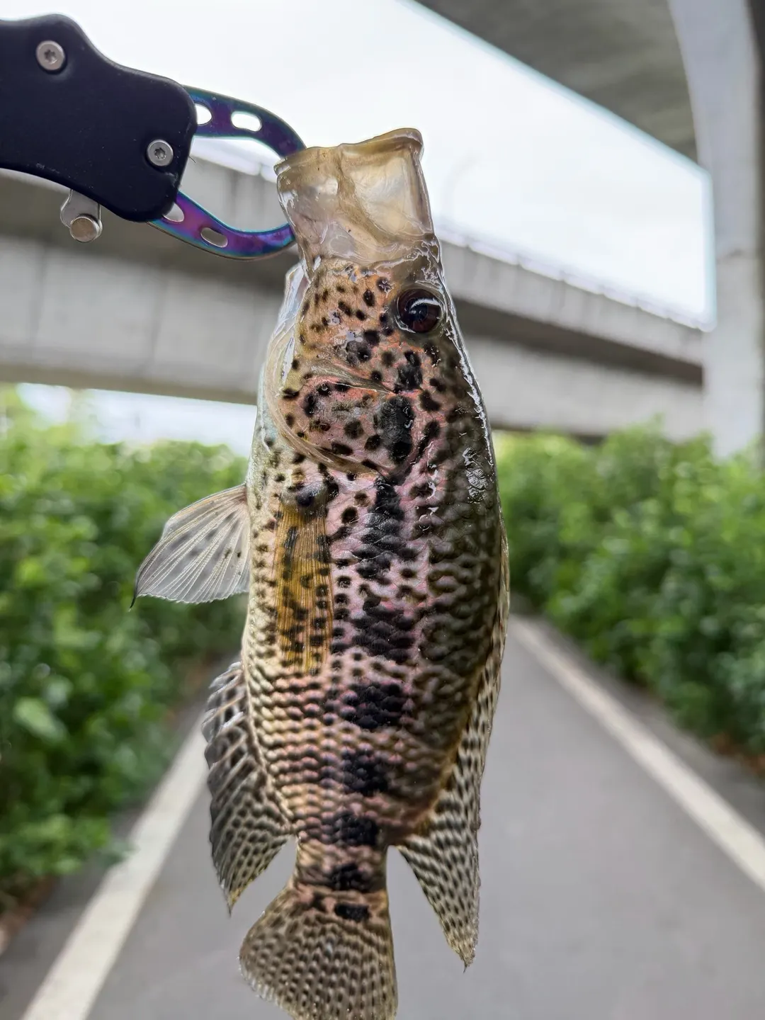 宜蘭河邊步道旁釣到的花身副麗魚。