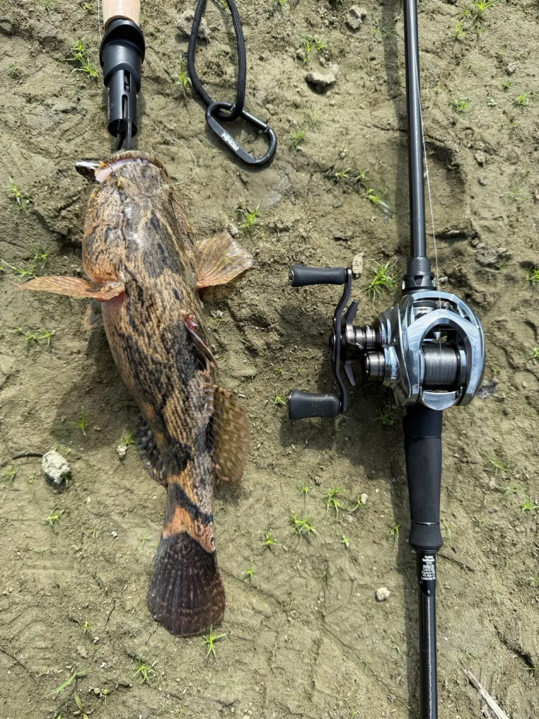 背鰭分成前後兩段、胸鰭像扇子、尾巴是圓的，這是和鱧魚最好分的地方。