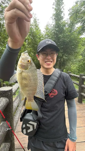 新北市金龍湖的莫三比克口孵非鯽，2026 年 8 月釣友實拍
