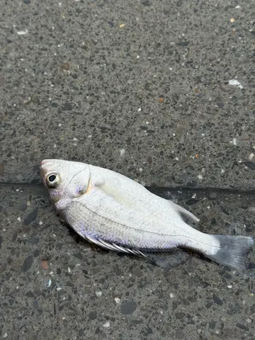 雲林縣箔子寮漁港的銀雞魚，2026 年 8 月釣友實拍