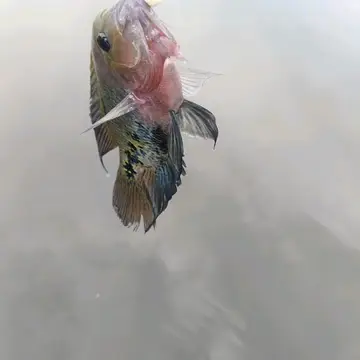 宜蘭縣得子口溪-淇武蘭段的帶紋副尼麗魚,2026 年 7 月釣友實拍